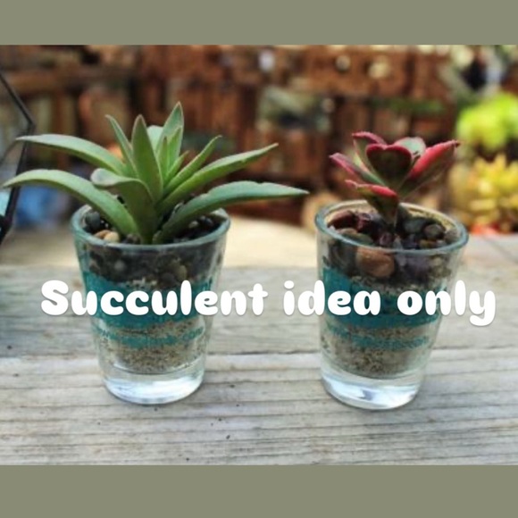 Iridescent Shot Glasses Succulent Holder Planters - Picture 2 of 2